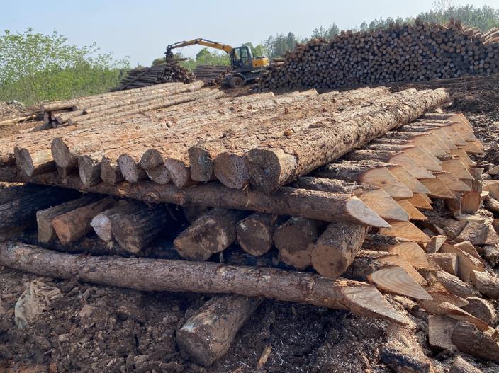 松木樁可做永久基礎(chǔ)處理(打造最牢固基礎(chǔ)，松木樁無可比擬)