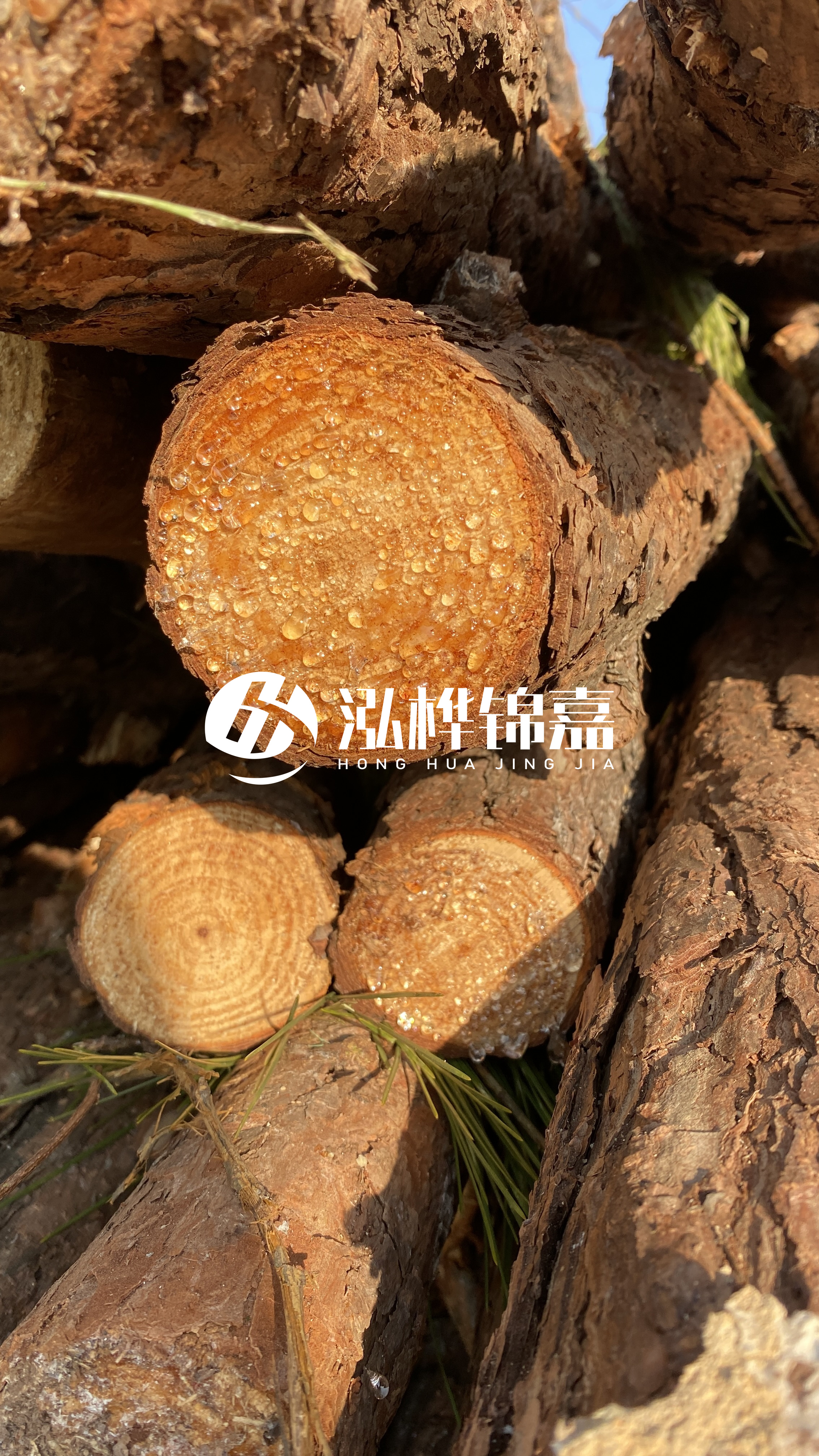 達(dá)州松木樁源頭廠家-油松和落葉松哪種便宜？