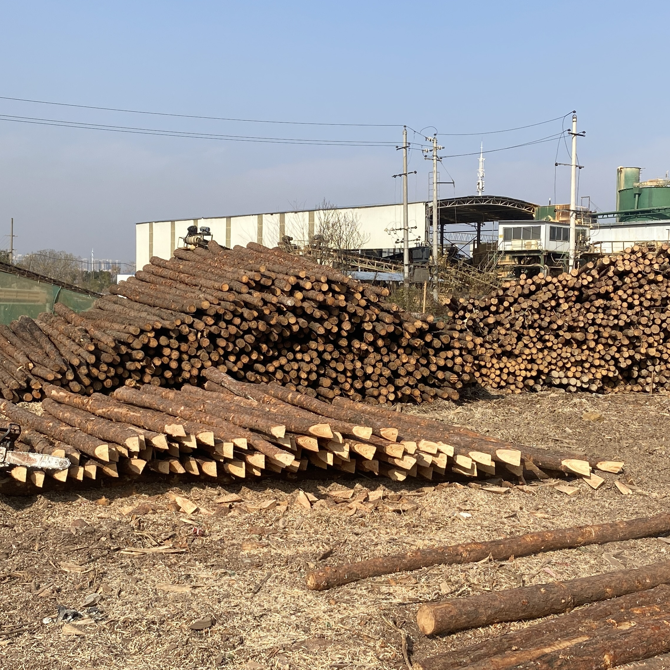 松木樁廠家泓樺錦嘉 - 原木松木樁用于圍堰工程需要削尖樁頭嗎？?